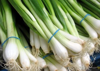 Unveiling the Power of Iron: Optimizing Onion Production for Bountiful Yields