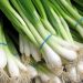 Unveiling the Power of Iron: Optimizing Onion Production for Bountiful Yields