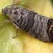 Managing the Codling Moth Infestation: A Comprehensive Guide for Farmers
