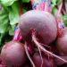 Non-Infectious Diseases of Beets: Symptoms, Causes and Management Strategies