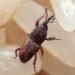 Rice Weevils: The Silent Menace of Stored Grains
