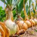 The Importance of Phosphorus Fertilization for Optimal Onion Production