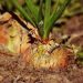 Boosting Onion Yield with Potassium Fertilization: A Comprehensive Guide