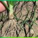 Understanding the Role of Calcium in Onion Farming