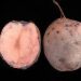Understanding Pink Potato Rot: Causes, Symptoms, and Prevention Strategies