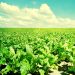 Krasnodar Krai Aims to Increase the Share of Local Sugar Beet Seeds to 50%