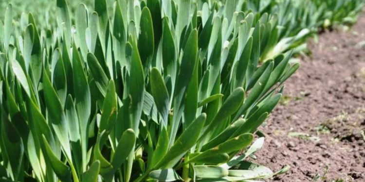 Harnessing the Power of Titanium: Enhancing Onion Farming for Optimal Crop Performance