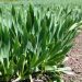 Harnessing the Power of Titanium: Enhancing Onion Farming for Optimal Crop Performance