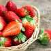 Moscow Strawberry Festival Opens with Over 150 Points of Sale