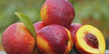 Successful Nectarine Cultivation Revolutionizes Farming in Anhui Province