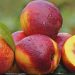 Successful Nectarine Cultivation Revolutionizes Farming in Anhui Province