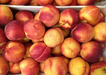 “Unlocking New Opportunities: The Emergence of Nectarine and Peach Farming Near Astrakhan”