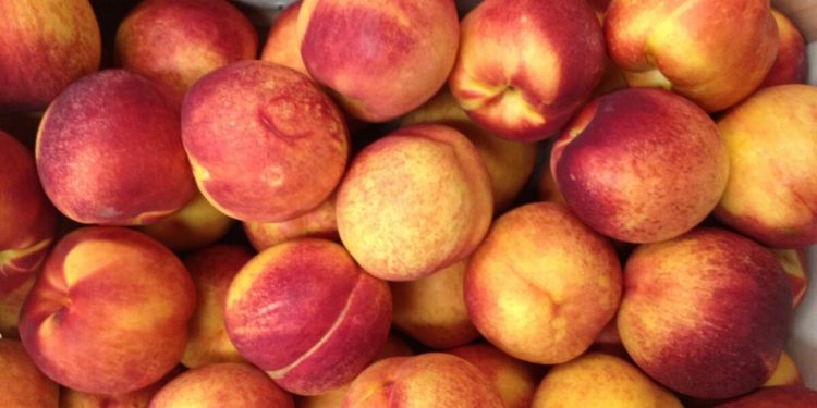 “Unlocking New Opportunities: The Emergence of Nectarine and Peach Farming Near Astrakhan”