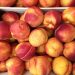 “Unlocking New Opportunities: The Emergence of Nectarine and Peach Farming Near Astrakhan”