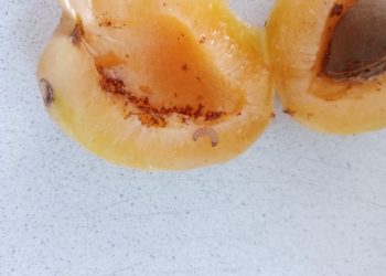 18 Tons of Infected Apricots Imported to the Southern Urals: Consequences and Remedial Measures