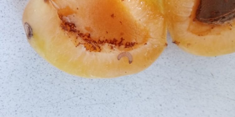 18 Tons of Infected Apricots Imported to the Southern Urals: Consequences and Remedial Measures