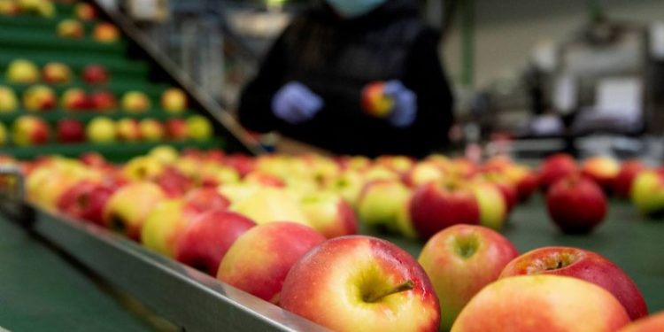 The Rise of Fruit: Unlocking the Potential of Dutch Horticultural Export