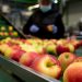 The Rise of Fruit: Unlocking the Potential of Dutch Horticultural Export