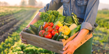 Drought Crisis Threatens Vegetable Farmers in Kaliningrad Region: Impacts and Future Outlook