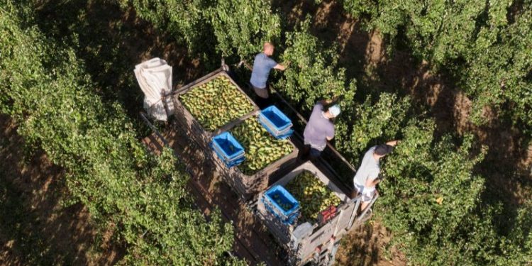 Sustainable Policy: Unlocking Opportunities for Fruit Growers and the Agricultural Sector