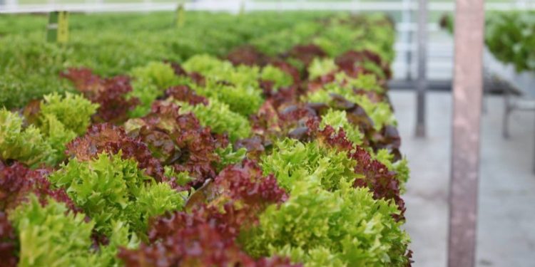Taking to the Skies: Monitoring Water-Based Lettuce Cultivation with Drone Technology