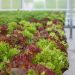 Taking to the Skies: Monitoring Water-Based Lettuce Cultivation with Drone Technology