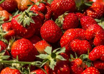 Unearthing the Truth: Controversy Surrounding Spanish Strawberry Cultivation and Water Usage