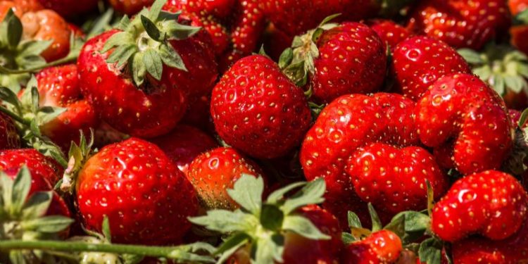 Unearthing the Truth: Controversy Surrounding Spanish Strawberry Cultivation and Water Usage