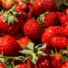 Unearthing the Truth: Controversy Surrounding Spanish Strawberry Cultivation and Water Usage