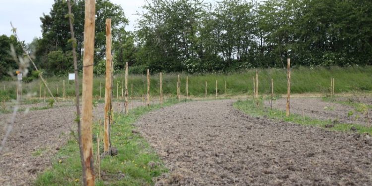 Unlocking Insights: Lessons Conventional Fruit Farming Can Learn from Food Forests