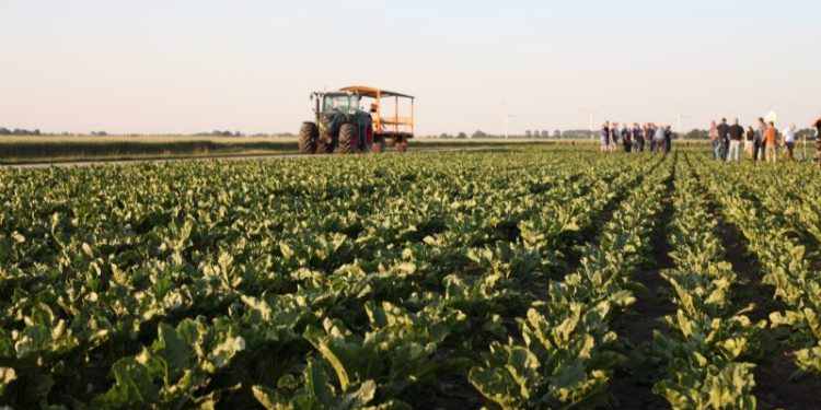 Breaking New Ground: Advancements in Sugar Beet Breeding for Drought Tolerance and Disease Resistance