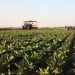 Breaking New Ground: Advancements in Sugar Beet Breeding for Drought Tolerance and Disease Resistance