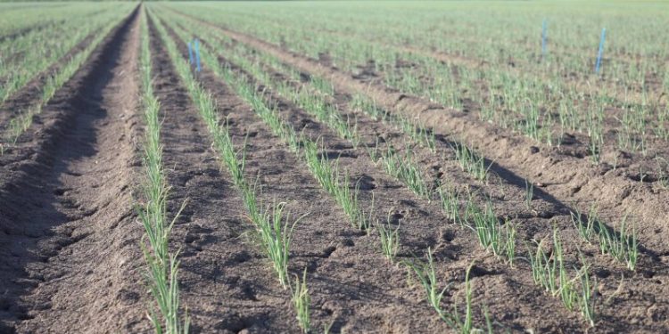 Boosting Crop Productivity: Unleashing the Power of Stronger Root Systems