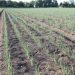 Boosting Crop Productivity: Unleashing the Power of Stronger Root Systems