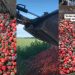 A Farmer’s Shocking Dilemma: Tons of Strawberries Dumped in Landfills
