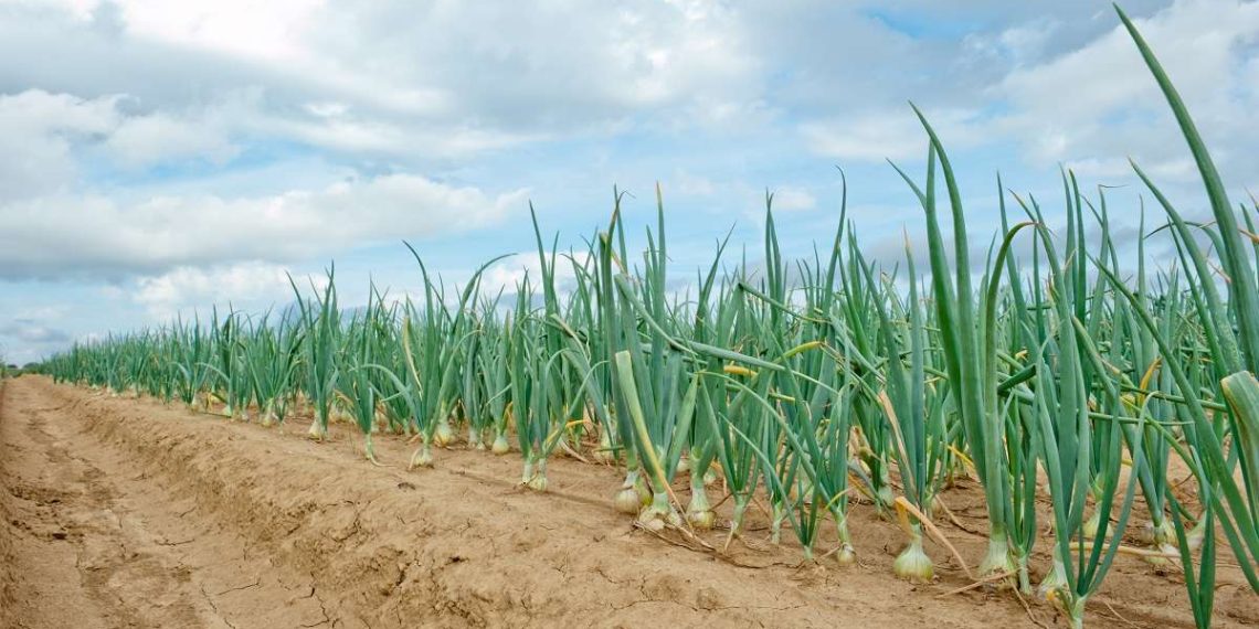 Farming practices. Луковое поле. Лук поле. Как выглядит лук без людей.