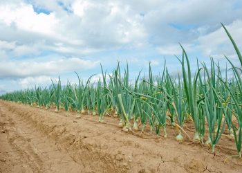 Eliminating Cadmium: Ensuring Safe and Sustainable Onion Farming Practices
