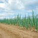 Eliminating Cadmium: Ensuring Safe and Sustainable Onion Farming Practices