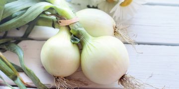 Unleashing the Potential of Aluminum: Revolutionizing Onion Farming for Maximum Growth