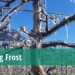 Optimizing Frost Protection: Wet and Dry Bulb Temperature Sensors and Weather Forecasting