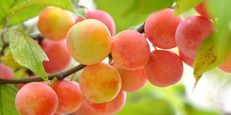 Apricots and apple trees freeze due to harsh winter in Kazakhstan