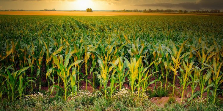 Grace Breeding Announces Results from its NFT Bio-Fertilizer Field Trial in Corn Plants Conducted in Brazil Confirming Previous Greenhouse Results