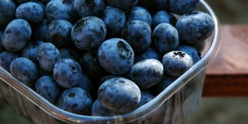 Dried Blueberries Market: Growing Demand and Health Benefits Drive Industry Expansion