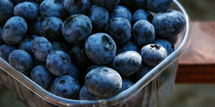 Dried Blueberries Market: Growing Demand and Health Benefits Drive Industry Expansion