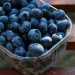 Dried Blueberries Market: Growing Demand and Health Benefits Drive Industry Expansion
