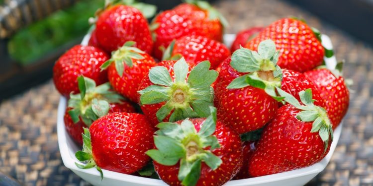 Hungry Year Ahead: Strawberry Producers Reveal What Awaits Us in the Fall
