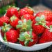 Hungry Year Ahead: Strawberry Producers Reveal What Awaits Us in the Fall