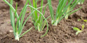 Unlocking the Potential of Strontium: Enhancing Onion Production for Sustainable Agriculture