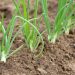 Unlocking the Potential of Strontium: Enhancing Onion Production for Sustainable Agriculture