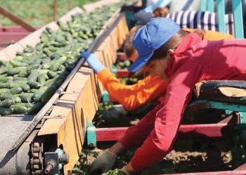 Increase of 1.9% in Greenhouse Vegetable Production in Russia